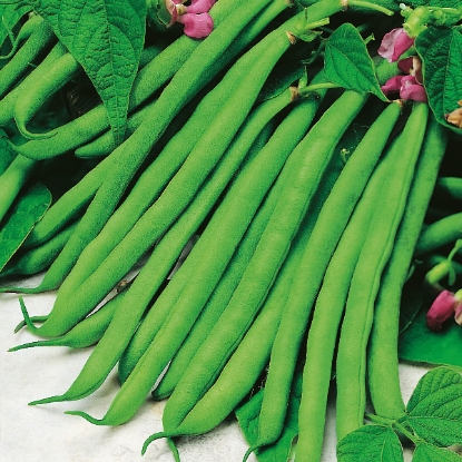 Picture of Dwarf French Bean Tendergreen