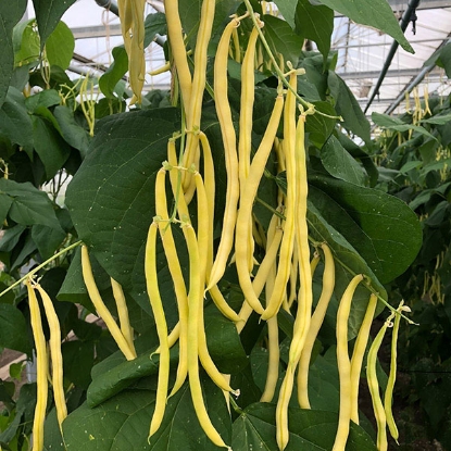 Picture of Climbing French Bean Sunshine