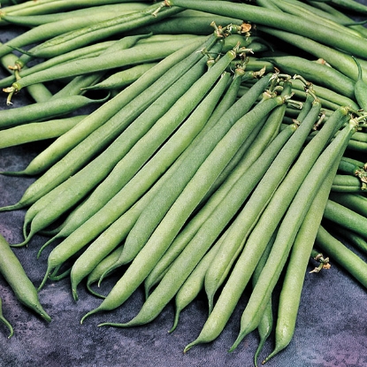 Picture of Dwarf French Bean Safari (Award of Garden Merit)