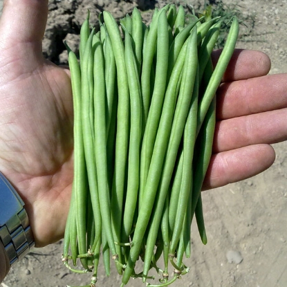 Picture of Dwarf French Bean Faraday