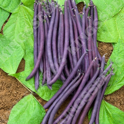 Picture of Dwarf French Bean Amethyst