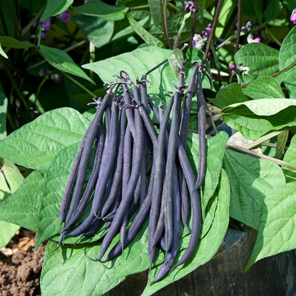 Picture of Dwarf French Bean Mistik