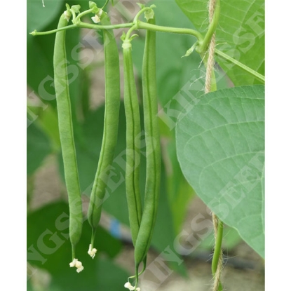 Picture of Climbing French Bean Vine