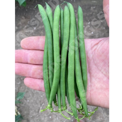 Picture of Dwarf French Bean Quartz