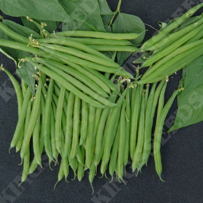 Picture of Dwarf French Bean Stanley