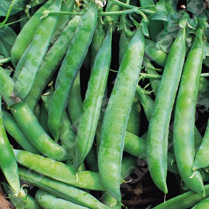 Picture of Pea Kelvedon Wonder (RHS Award of Garden Merit)