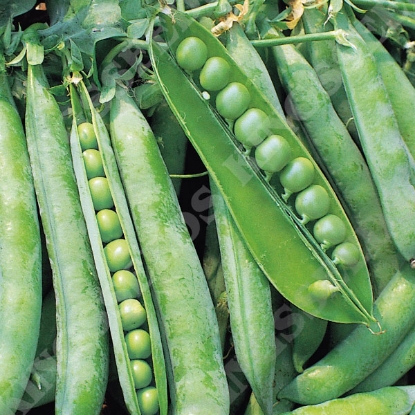 Picture of Pea Hurst Green Shaft 1kg