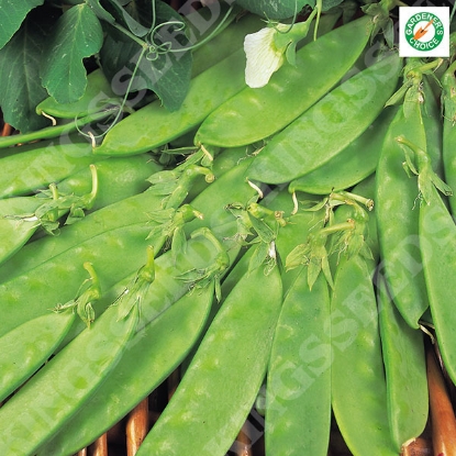 Picture of Pea Oregon Sugar Pod (RHS Award of Garden Merit)