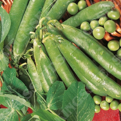 Picture of Pea Ambassador (RHS Award of Garden Merit)