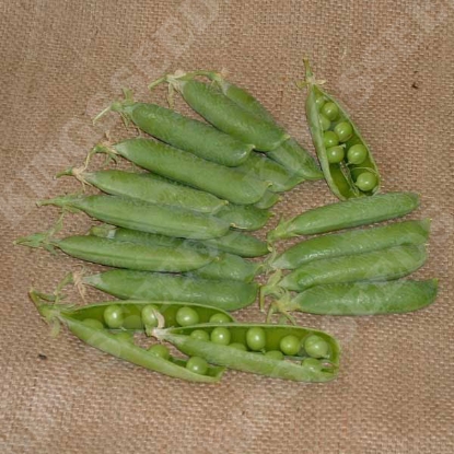 Picture of Pea Avola