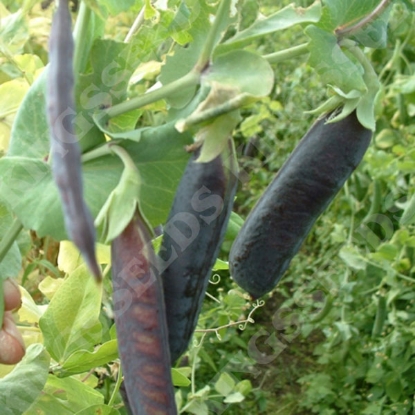 Picture of Pea Purple Podded