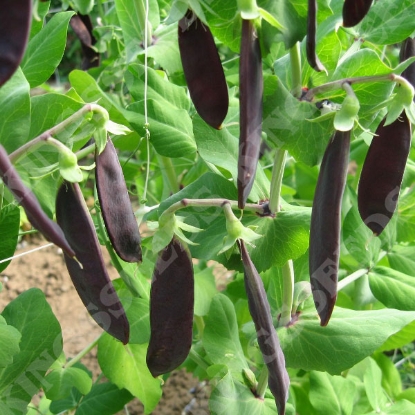 Picture of SALE - Pea Shiraz (Mangetout)