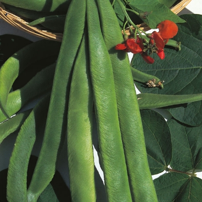 Picture of Runner Bean Crusader