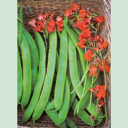 Picture of Runner Bean Lady Di