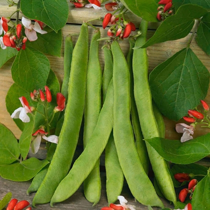 Picture of Runner Bean Painted Lady