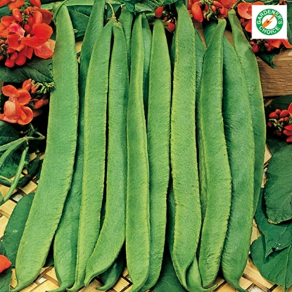 Picture of Runner Bean Scarlet Emperor