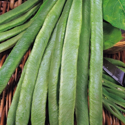 Picture of Runner Bean Streamline