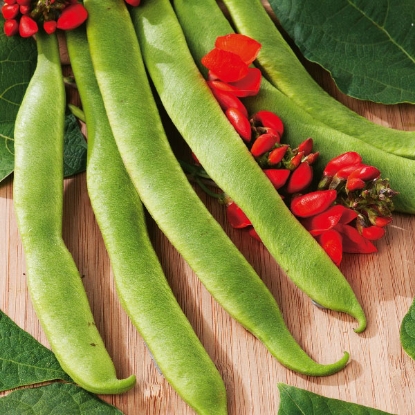 Picture of Runner Bean Polestar