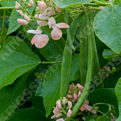 Picture of Runner Bean Sunset