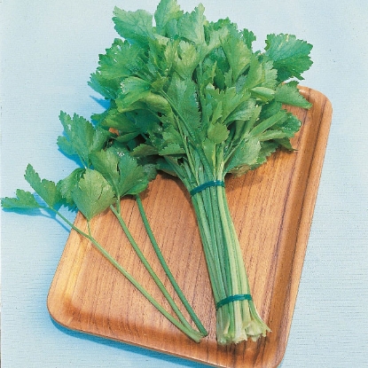 Picture of Chinese Celery  Kintsai