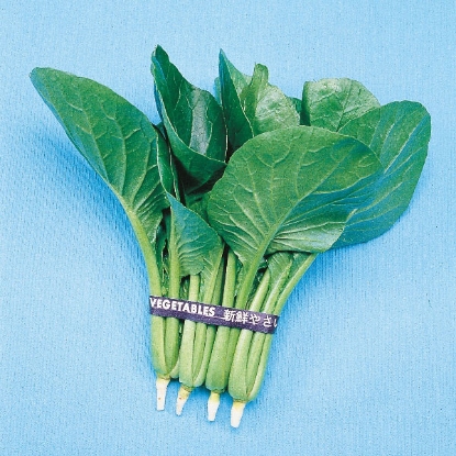 Picture of Mustard Spinach  Komatsuna (Brassica rapa var perviridis)