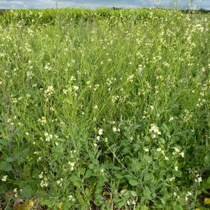 Picture of Texel Greens