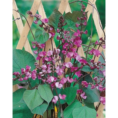 Picture of Hyacinth Bean (Lablab Bean)