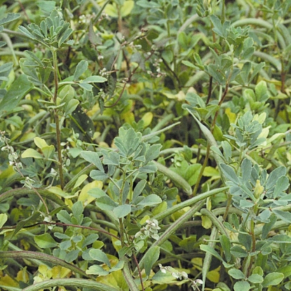 Picture of Green Manure - Fenugreek - 1kg for 250 sq.m