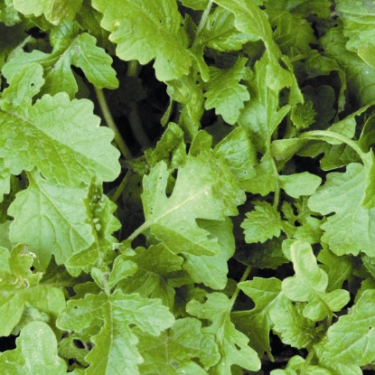 Picture of Green Manure - Mustard Agricultural White - 2.5kg for 850 sq.m