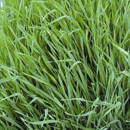 Picture of Green Manure - Rye, Grazing - 2.5kg for 150 sq.m