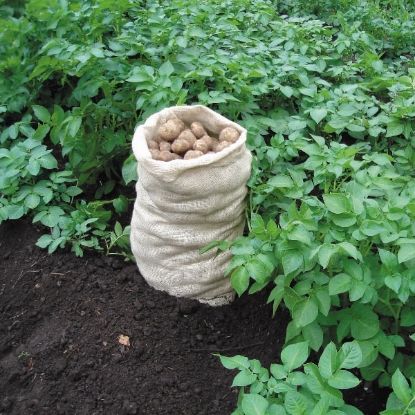 Picture of Potato Sacks - 5 sacks