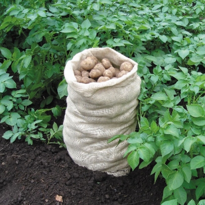 Picture of Potato Sacks - 10 sacks