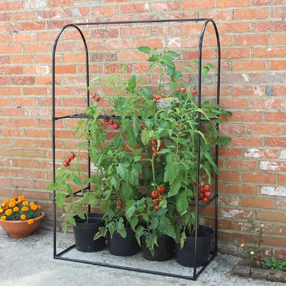 Picture of Tomato Growing Frame