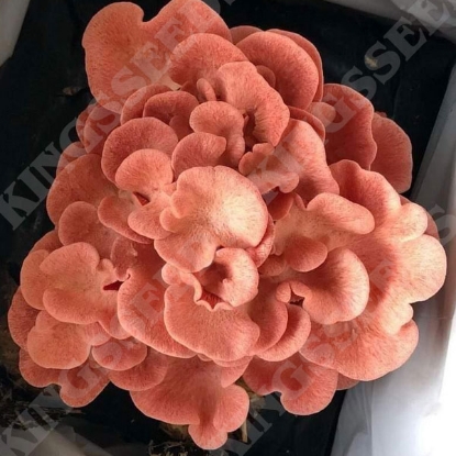 Picture of DIRECT SALE - Pink Oyster Mushroom - 100ml Grain Spawn