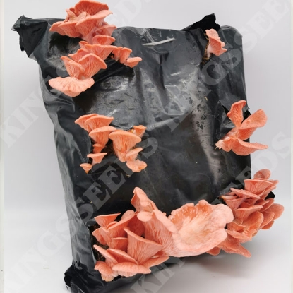 Picture of DIRECT SALE - Pink Oyster Mushroom Kit