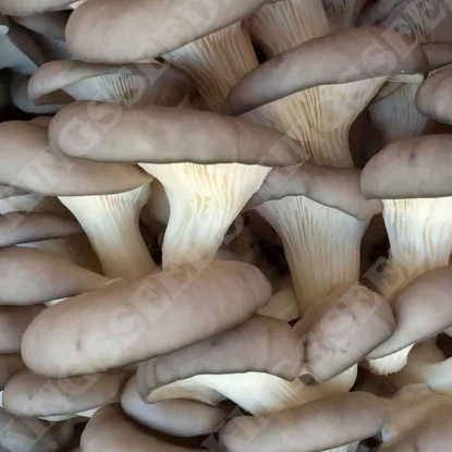 Picture of DIRECT SALE - Blue-Grey Oyster Mushroom - 1L Grain Spawn