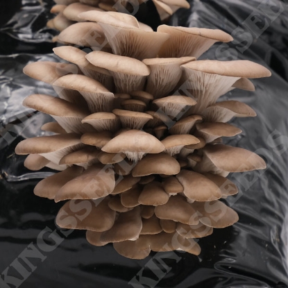 Picture of DIRECT SALE - Blue-Grey Oyster Mushroom Kit