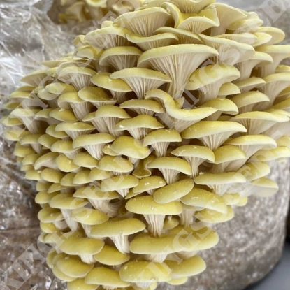 Picture of DIRECT SALE - Yellow-Gold Oyster Mushroom - 1L Grain Spawn