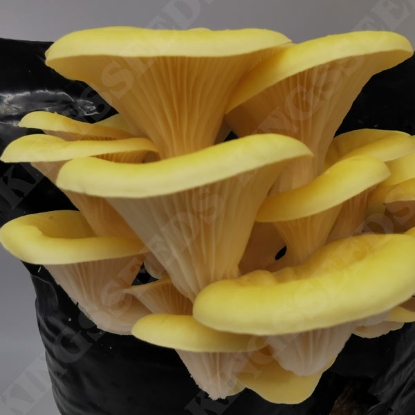 Picture of DIRECT SALE - Yellow-Gold Oyster Mushroom Kit