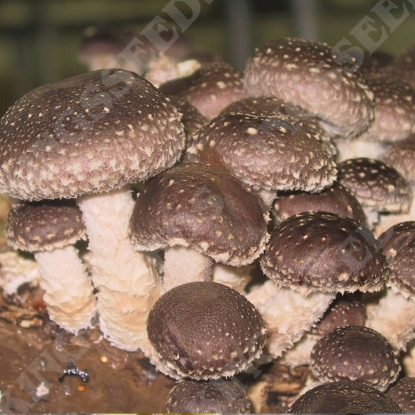 Picture of DIRECT SALE - Shiitake Mushroom Log Kit