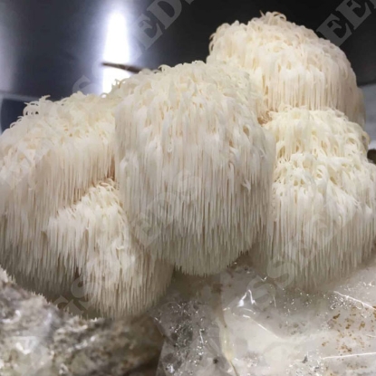 Picture of DIRECT SALE - Lions Mane Mushroom - 50X plugs