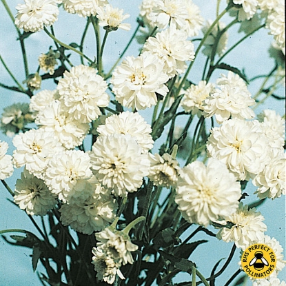 Picture of Achillea Ballerina