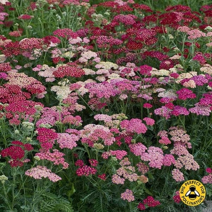 Picture of Achillea Summer Berries F2