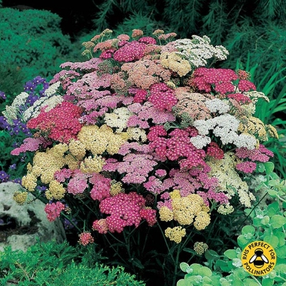 Picture of Achillea Summer Pastels F2