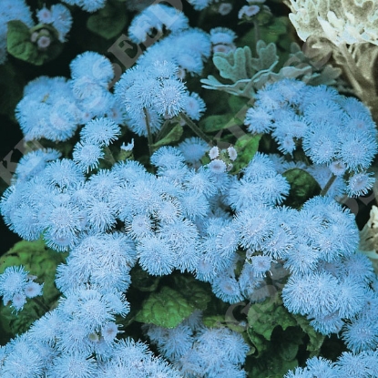 Picture of Ageratum Blue Ball