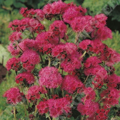 Picture of Ageratum Red Sea