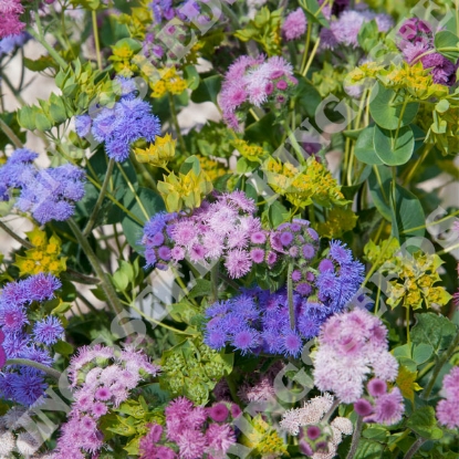 Picture of Ageratum Timeless Mix