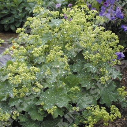 Picture of Alchemilla Mollis (Ladys Mantle)