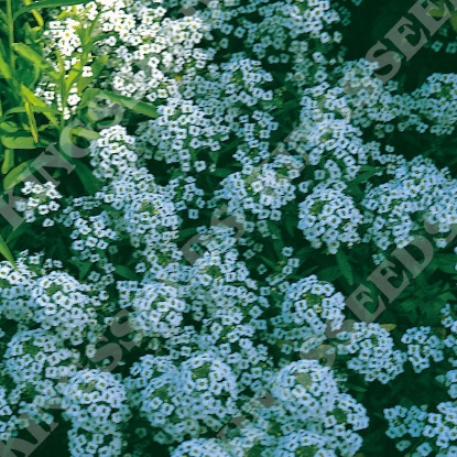 Picture of Alyssum Carpet of Snow