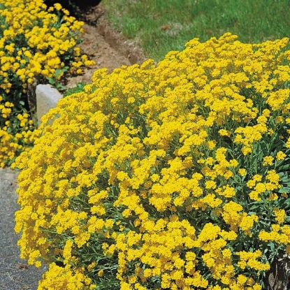 Picture of Alyssum Saxatile Compactum Gold Dust